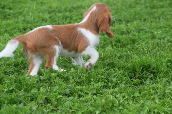 Cavalier King Charles Spaniel (teef) 45033