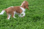 Cavalier King Charles Spaniel (teef) 45033