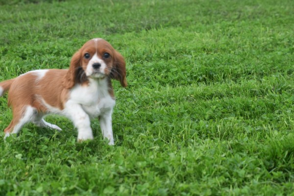 Cavalier King Charles Spaniel (teef) 45033