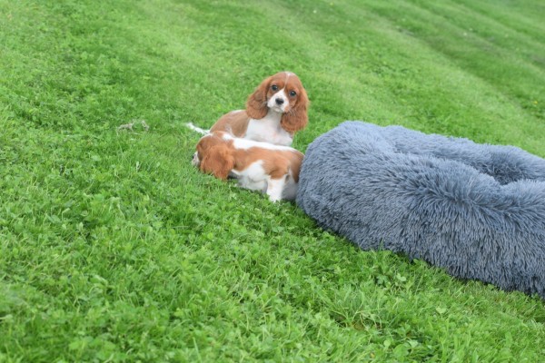 Cavalier King Charles Spaniel (teef) 45033