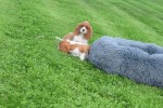 Cavalier King Charles Spaniel (teef) 45033