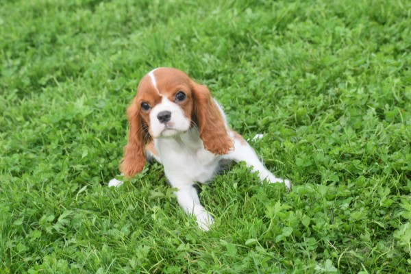 Cavalier King Charles Spaniel (teef) 67369