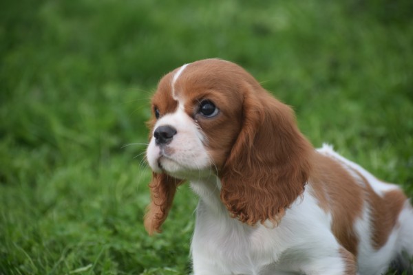 Cavalier King Charles Spaniel (teef) 67369
