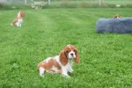 Cavalier King Charles Spaniel (teef) 67369
