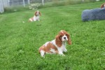 Cavalier King Charles Spaniel (teef) 67369