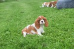 Cavalier King Charles Spaniel (teef) 67369