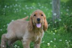 Engelse cocker spaniel (reu) 76765