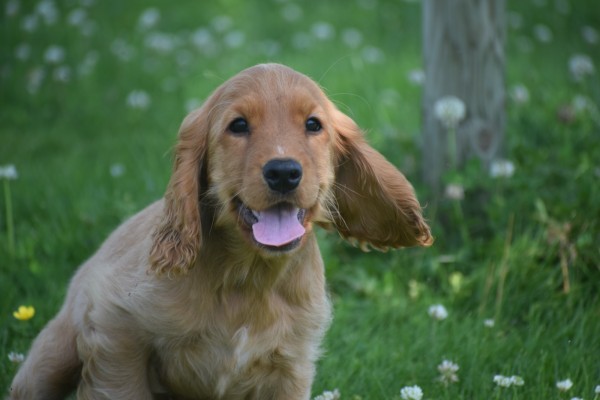 Engelse cocker spaniel (reu) 76765