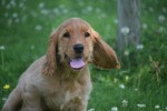 Engelse cocker spaniel (reu) 76765