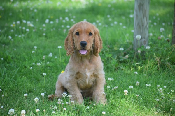 Engelse cocker spaniel (reu) 76765
