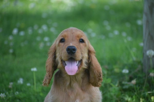 Engelse cocker spaniel (reu) 76765