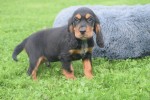 Engelse cocker spaniel (reu) 45302