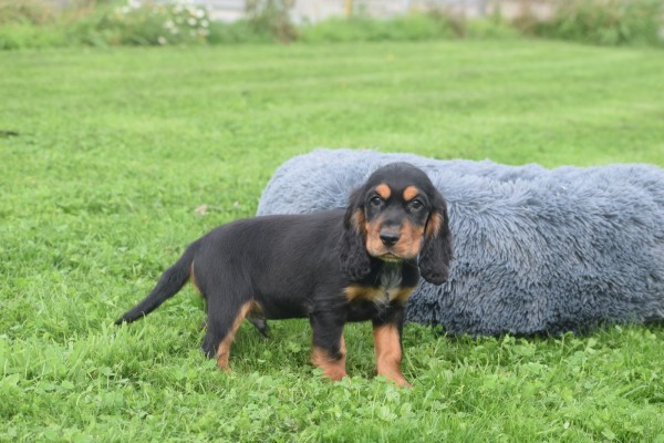 Engelse cocker spaniel (reu) 45302