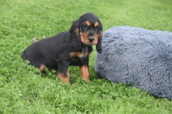 Engelse cocker spaniel (reu) 45302