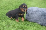 Engelse cocker spaniel (reu) 45302