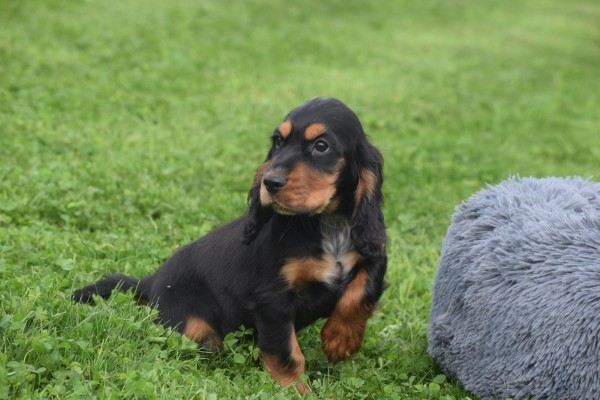 Engelse cocker spaniel (reu) 45302