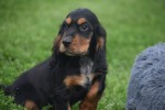 Engelse cocker spaniel (reu) 45302