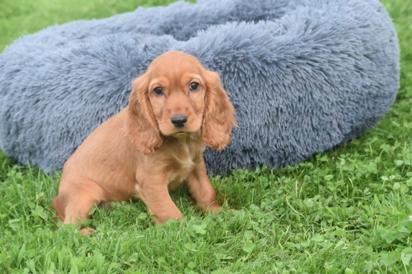 Engelse cocker spaniel (teef) 44610