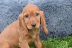 Engelse cocker spaniel (teef) 44610