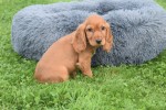 Engelse cocker spaniel (teef) 44610