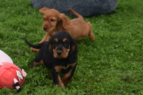 Engelse cocker spaniel (teef) 45291