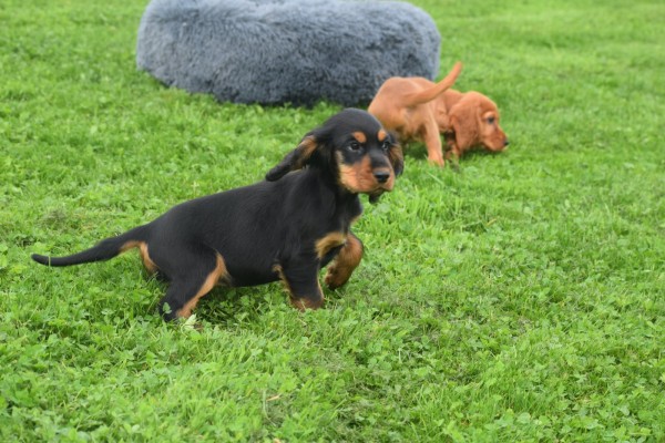 Engelse cocker spaniel (teef) 45291