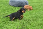 Engelse cocker spaniel (teef) 45291