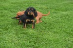 Engelse cocker spaniel (teef) 45291
