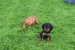 Engelse cocker spaniel (teef) 45291