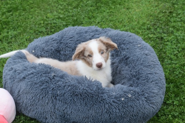 Border Collie (reu) 44221