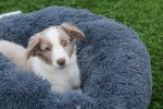 Border Collie (reu) 44221