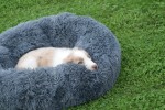 Border Collie (reu) 44221