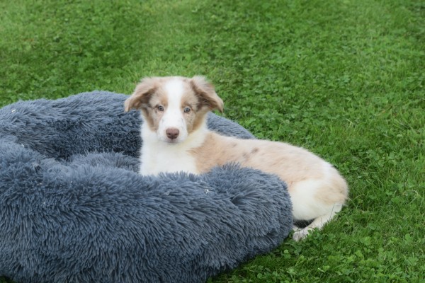 Border Collie (reu) 44221