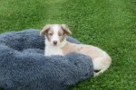 Border Collie (reu) 44221