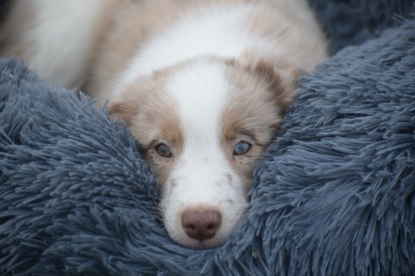 Border Collie (reu) 44221