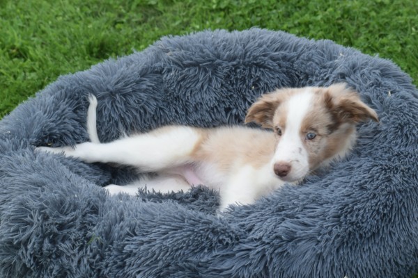Border Collie (reu) 44221