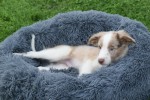 Border Collie (reu) 44221