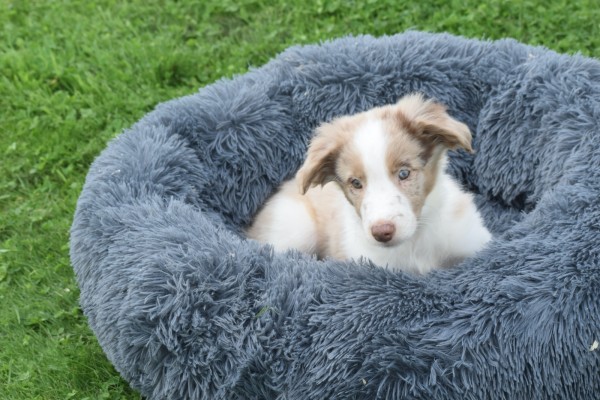 Border Collie (reu) 44221
