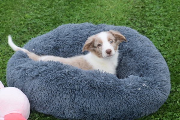 Border Collie (reu) 44221