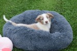 Border Collie (reu) 44221