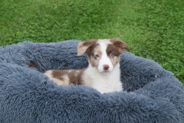 Border Collie (reu) 44613