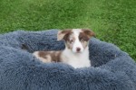 Border Collie (reu) 44613