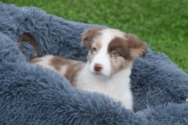 Border Collie (reu) 44613