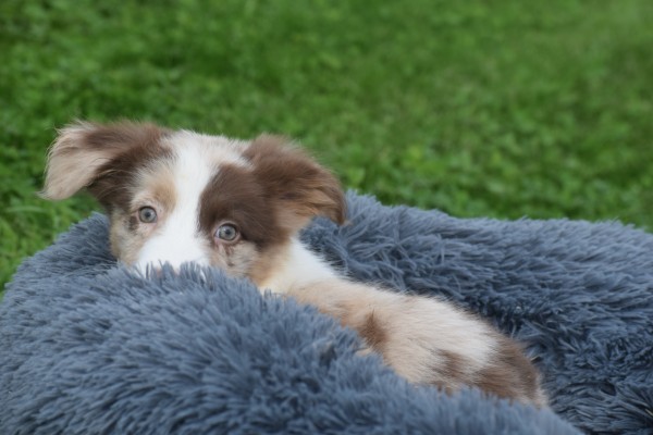 Border Collie (reu) 44613
