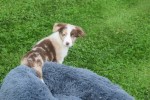 Border Collie (reu) 44613