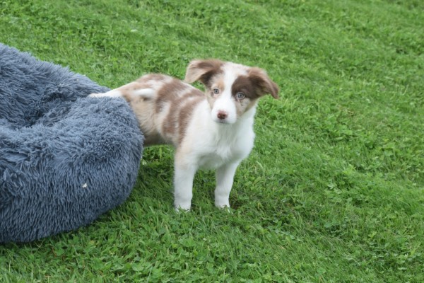 Border Collie (reu) 44613