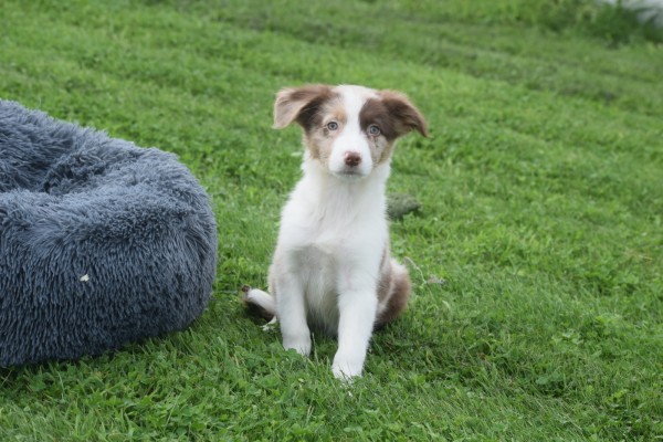 Border Collie (reu) 44613