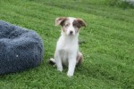 Border Collie (reu) 44613