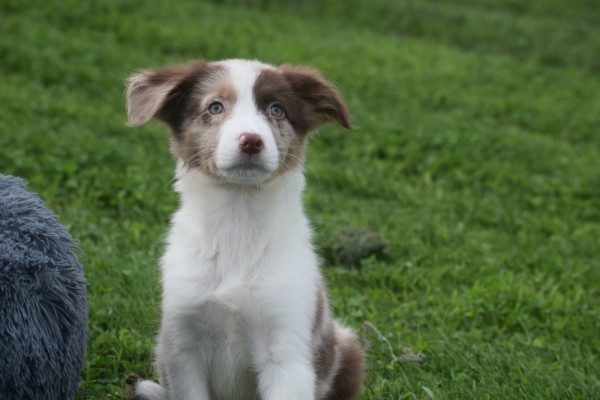 Border Collie (reu) 44613
