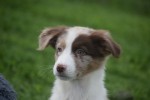 Border Collie (reu) 44613